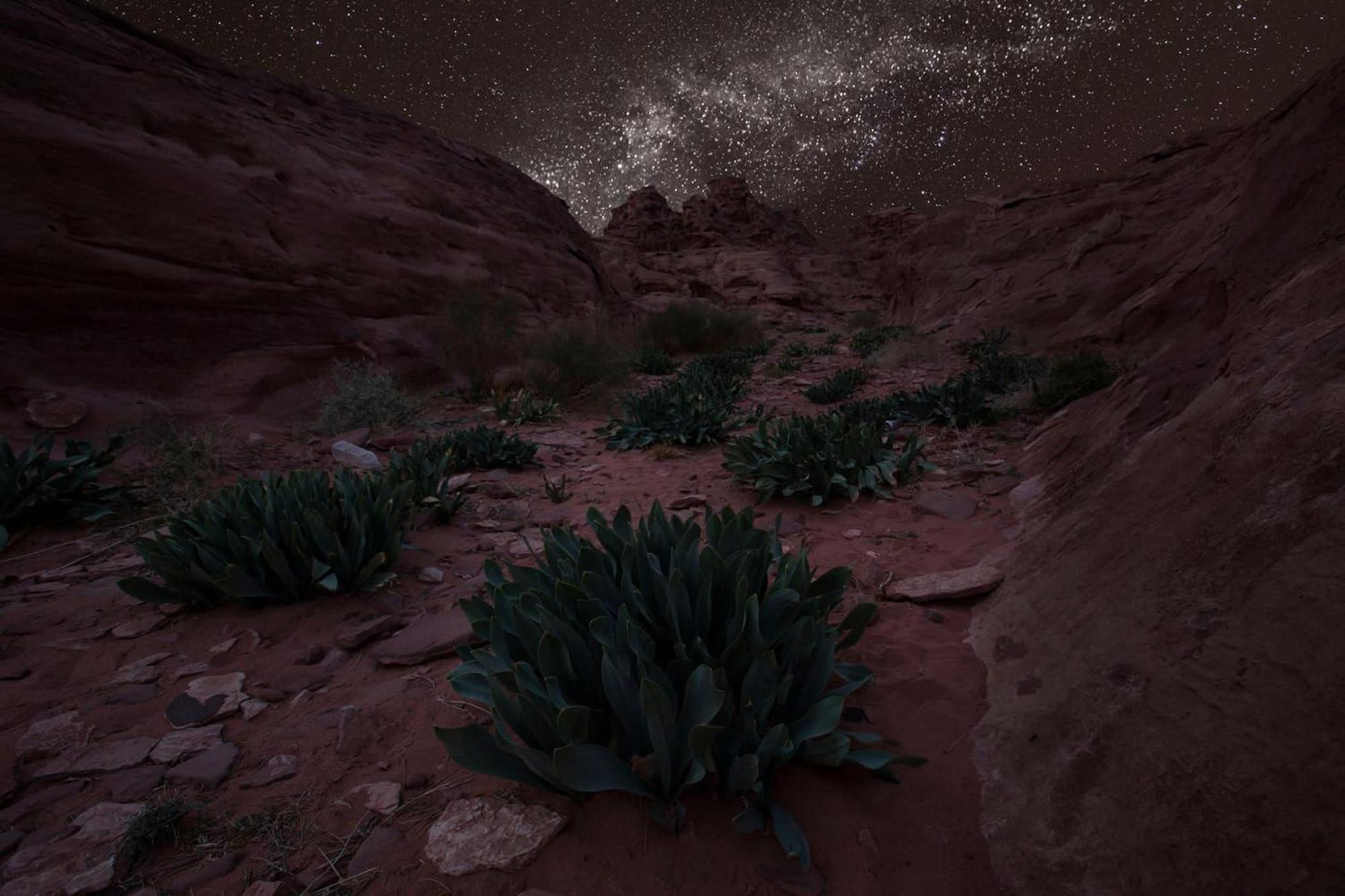 Wadi Rum Trail Dış mekan fotoğraf